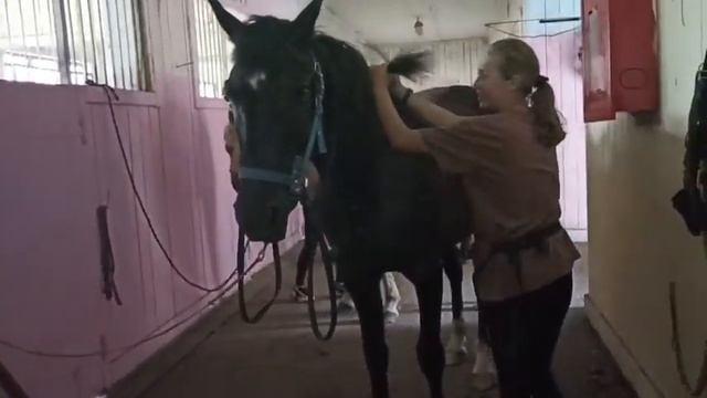 Не так просто запрыгнуть на коня даже просто стоящего... смотреть онлайн