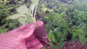 Черенкование сальвии. Результат