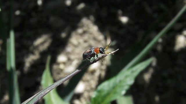 Collops Sp., Melyridae