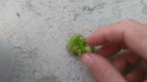 VID_20240909_094950.mp4