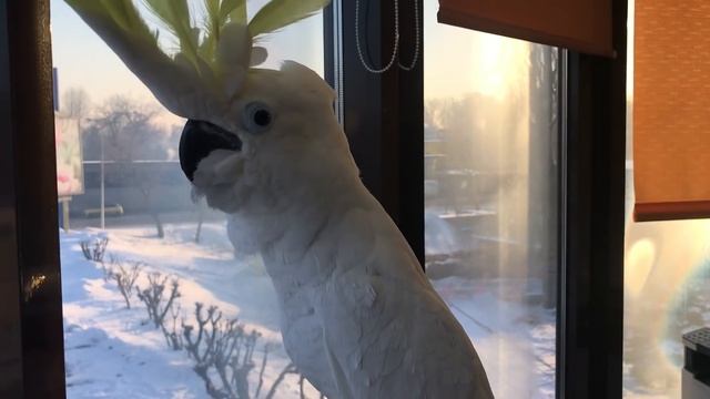 Попугай Какаду Кирюня говорит Чё такое, такое такое такое такое... смотреть онлайн