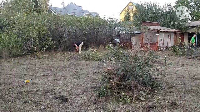 Расчистка участка. Корчевание поросли. смотреть онлайн