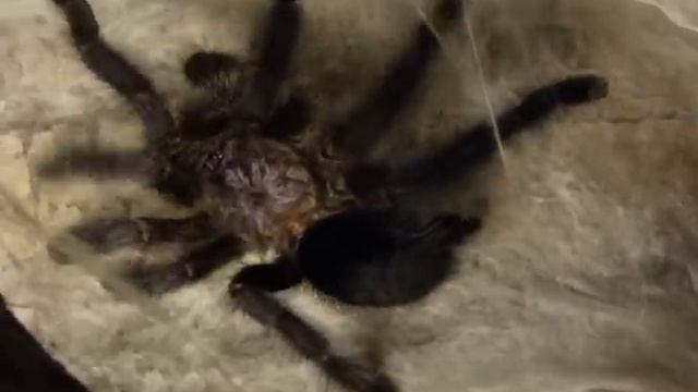Avicularia purpurea 9л смотреть онлайн