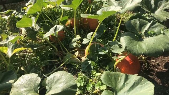 Дача. Куры. смотреть онлайн