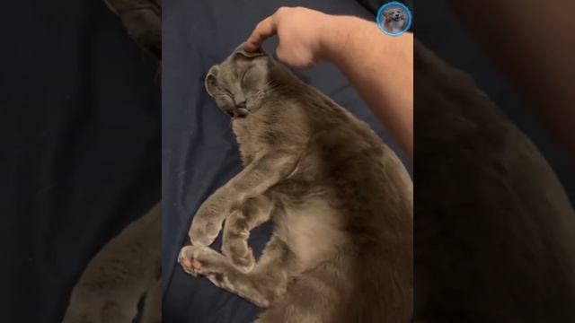 Смешные животные #157.mp4 смотреть онлайн