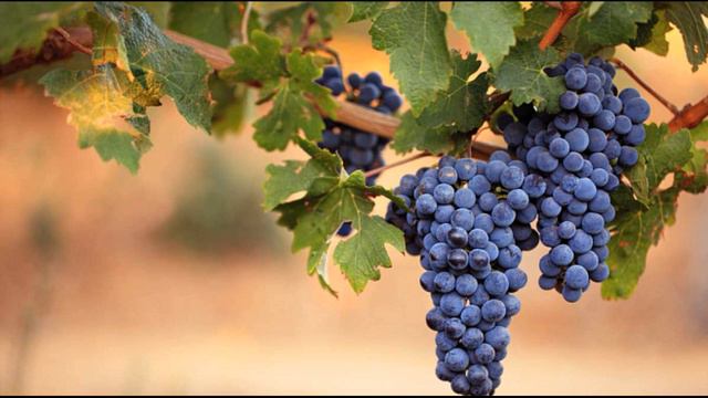 Притча. Людина з нечистим серцем не може робити добра. смотреть онлайн