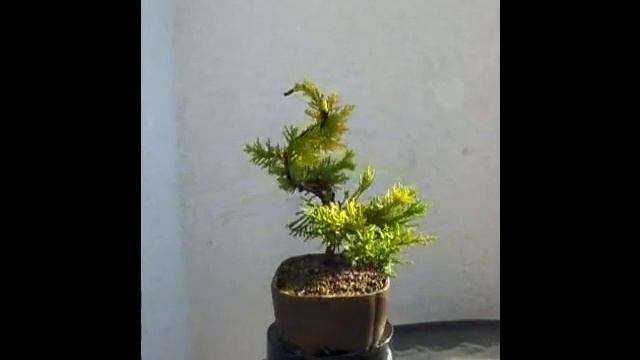 Bonsai Juniperus chinensis Plumosa Aurea смотреть онлайн