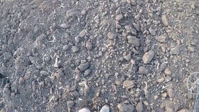 Неплохой результат за полтора часа))).Коп на поле с прибором Golden Mask 4WD Pro и x-terra 705.2021 смотреть онлайн