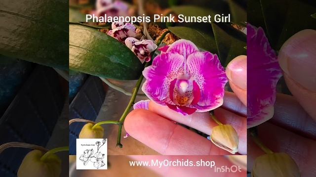 Phalaenopsis Pink Sunset Girl