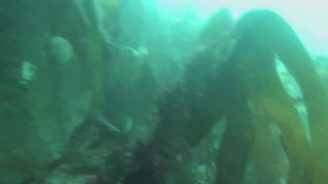 Voyage Glenan 1/6 Plongée sur la tourelle du Broc'h (St pierre, homard,congre,sar...) смотреть онлайн