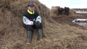 Разница психологии собаки и лошади