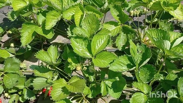 Сибилла. Обзор сладкого сорта клубники с крупной ягодой. смотреть онлайн