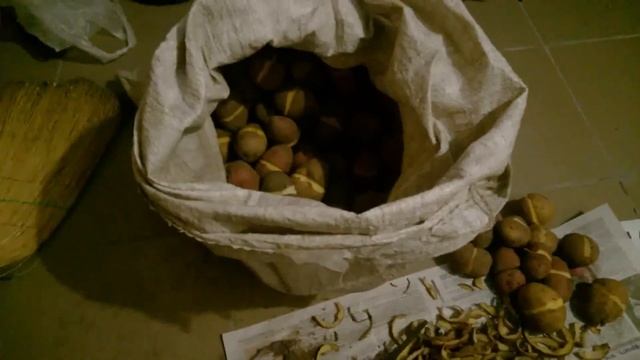 Как сажать картофель. Кербовка и стыковка.Супер эксперименты на огороде с картофелем . смотреть онлайн