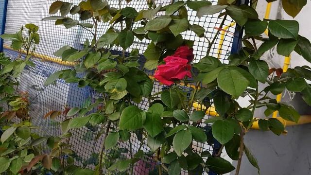 Первая ЗАЦВЕЛА РОЗА - ВИЛЬЯМ ШЕКСПИР но это не 2000, а старая версия 16.05.23 год смотреть онлайн