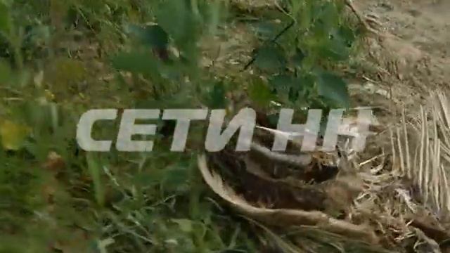 Смотрите сегодня в 19.00: поле смерти появилось в Выксунском районе! смотреть онлайн