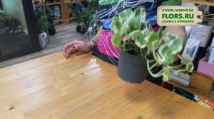 Эпипремнум Энджой - жизнерадостное растение для квартиры | Комнатная лиана