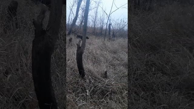 Охота с ДРАТХААР смотреть онлайн