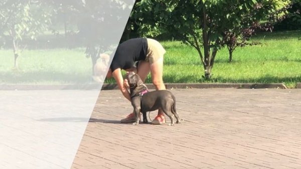 Американский булли покет тренировки с хендлером