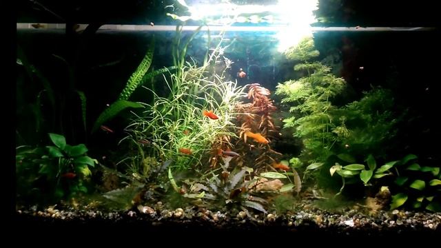 Аквариумы без ухода Возможно ли такое. смотреть онлайн