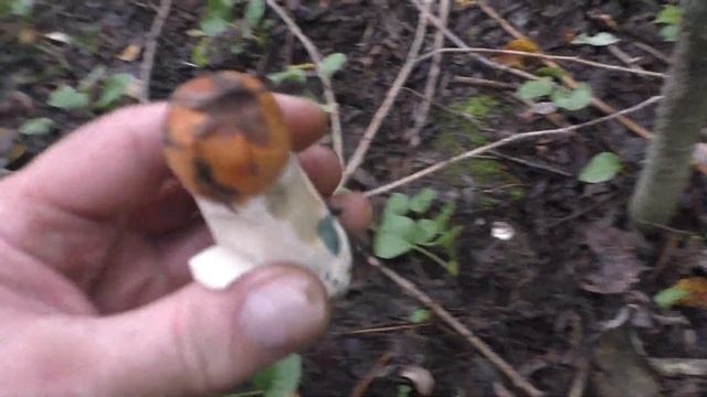 Диабет и грибы