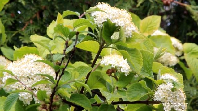 2017.05.15 Соловьиная трель на Бориса и Глеба смотреть онлайн