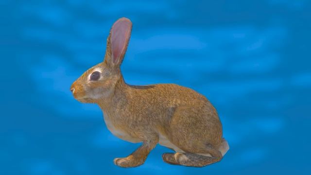 World Map is a Rabbit (and not only) смотреть онлайн