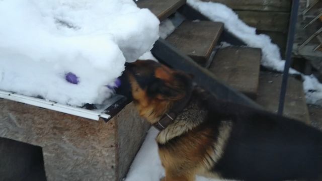 оттаяла любимая игрушка