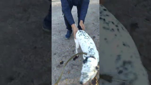 #105 История одного Далматинца