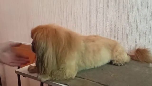 Стрижка рыжего пекинеса. До и после./ 5 мая 2021/ стрижка собак. смотреть онлайн