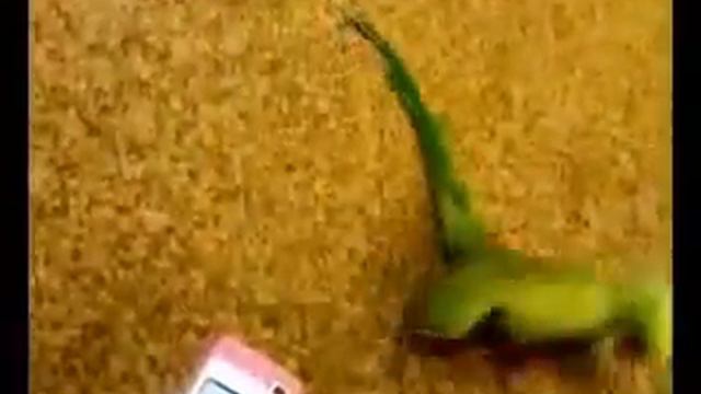 Acid ringneck parrot / Ожереловый попугай-кислотник смотреть онлайн