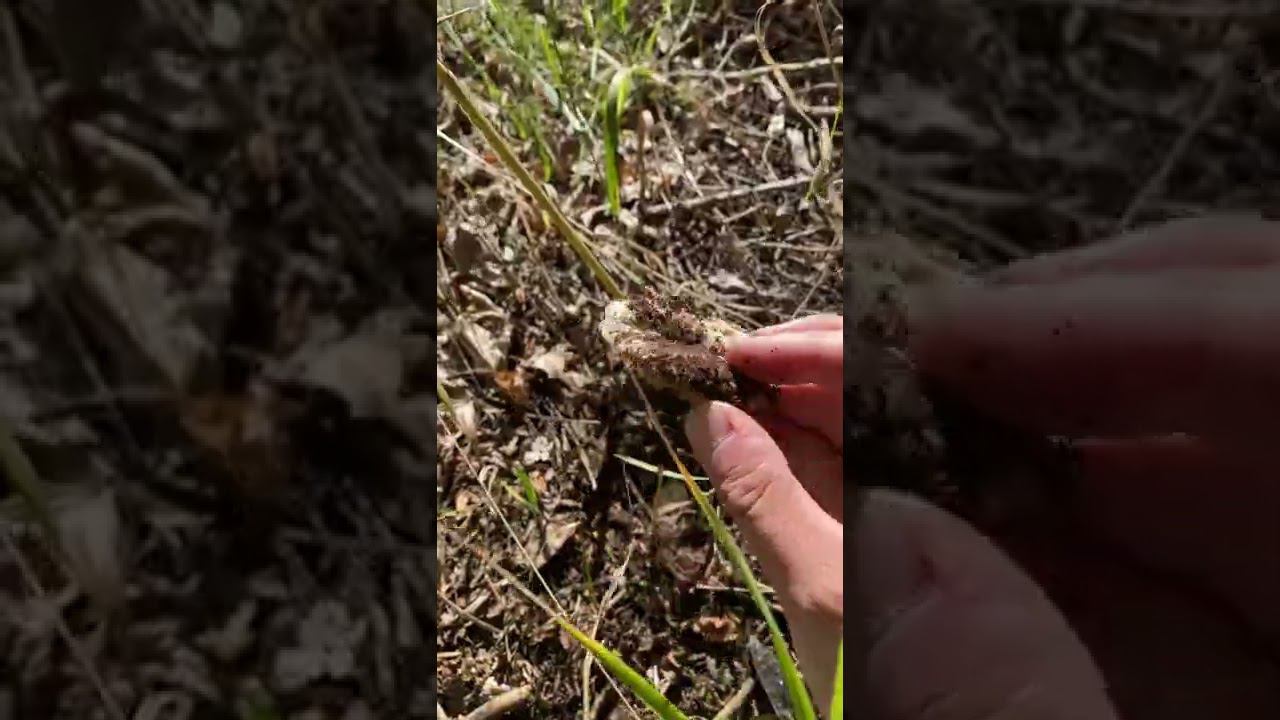 Поход за грибами удался смотреть онлайн