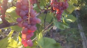 КРАСИВЫЙ ВИНОГРАД.РИЛАЙН ПИНК СИДЛИС.