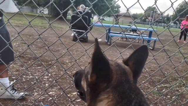 Cane Corso Meets Doberman At Dog Park смотреть онлайн