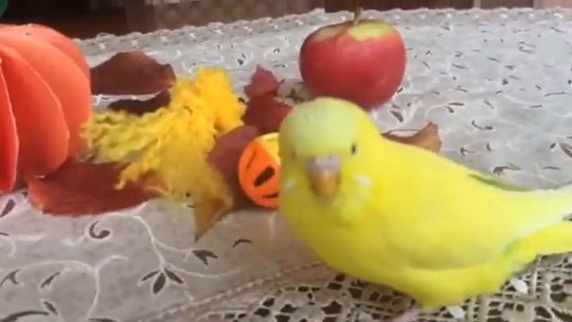 Желтунчик готовиться к празднику Хеллоин! Желтунчик пропал?! смотреть онлайн