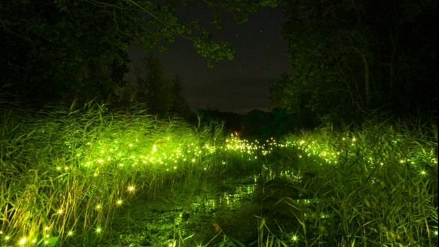 Интересный факт: "Светлячок" смотреть онлайн