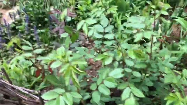 Немного про Шишуню ! Да и так расскажу что и как смотреть онлайн