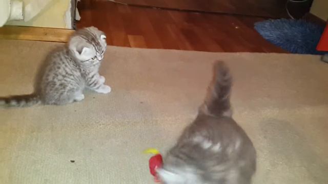 Шотландские котята смотреть онлайн