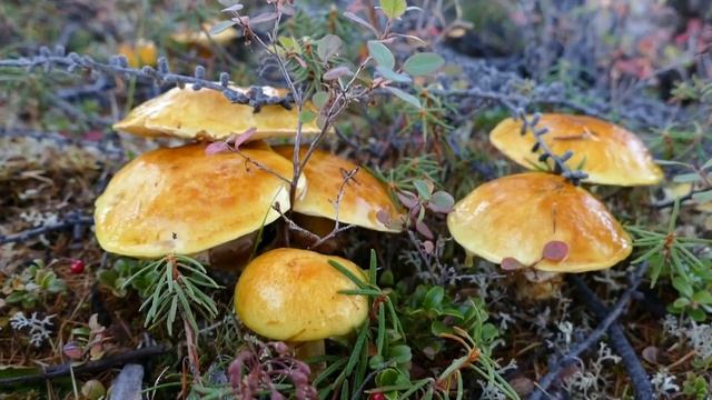 Путешествие через плато Путорана. Часть 7: каньоны реки Маймеча. смотреть онлайн