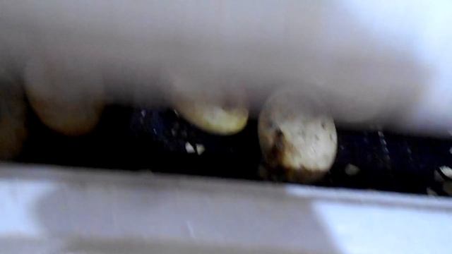 Выращивание гусей в домашних условиях. Инкубация гусиных яиц. смотреть онлайн