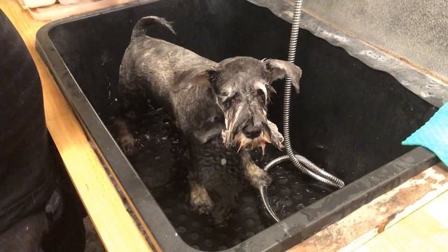 Mini Schnauzer family reunion & first haircut смотреть онлайн