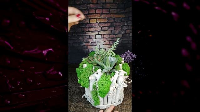 Видеоинструкция по поливу суккулентов смотреть онлайн