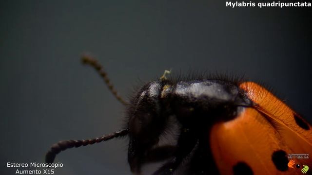 Vida al Detalle S1 Cap 11. Animales y Plantas vistos a través del Microscopio. смотреть онлайн