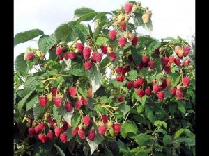 Первые работы на ягоднике начинаем с МАЛИНЫ !!! // Что делать в малиннике в апреле // Я.И.А