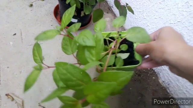 #комнатныерастения #фуксия
Обзор моих фуксий на балконе. Как перенесли фуксии жару. Июль 2021. смотреть онлайн