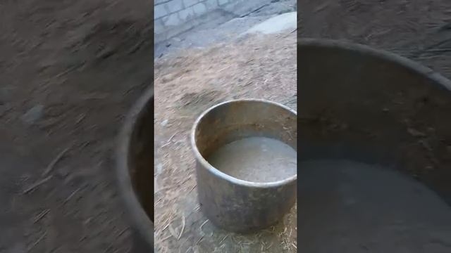 (6) Мой способ откорма быков смотреть онлайн
