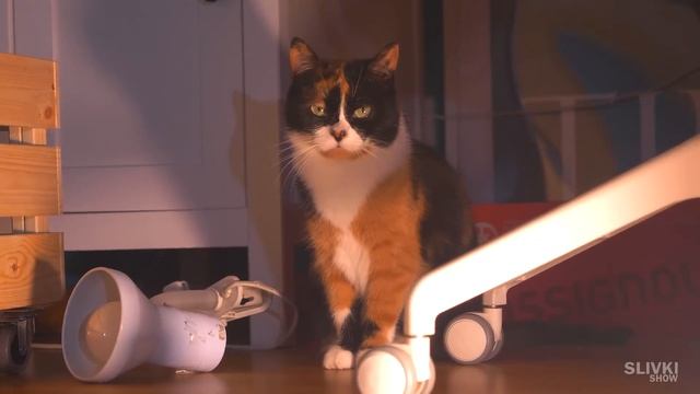 В НАСКОЛЬКО МАЛЕНЬКОЕ ОТВЕРСТИЕ СМОЖЕТ ПРОЛЕЗТЬ КУКИ? :D смотреть онлайн