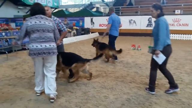 Международная выставка собак. Ринг немецких овчарок. 10.06.2017 смотреть онлайн