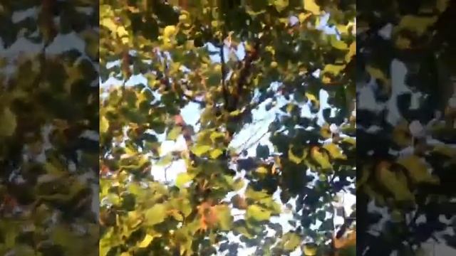 Абрикосы с дерева - это не тот же фрукт .что в магазине смотреть онлайн