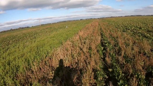 Jacht - Pheasant Hunting With Pointing Dogs