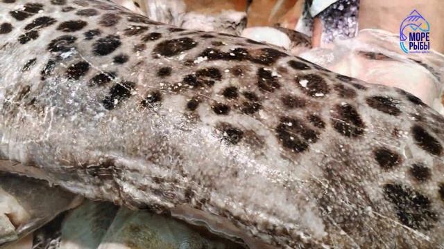 Зубатка пестрая без головы охлажденная смотреть онлайн